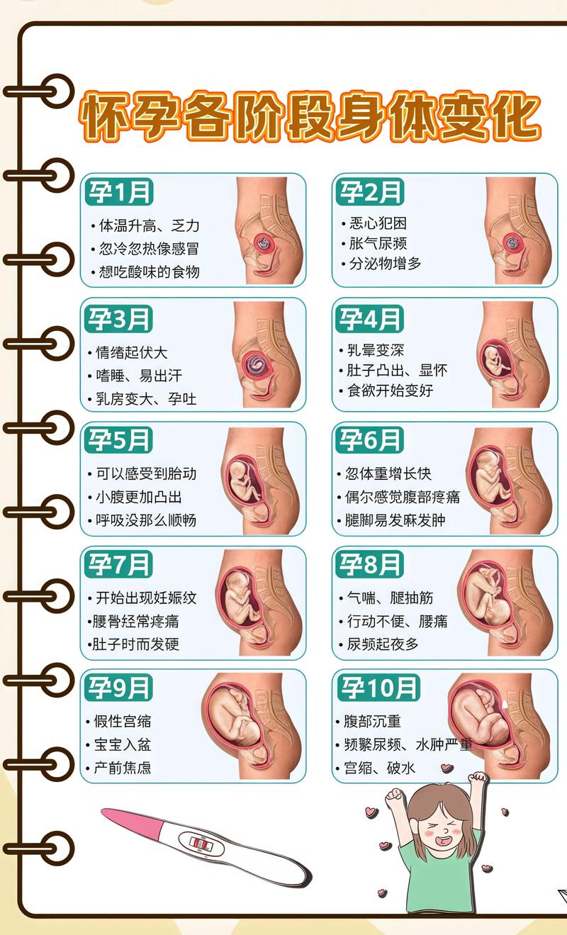 揭秘供卵代孕妈妈怀孕小腹分两节，孕期变化的奥秘巴音郭楞代生机构: